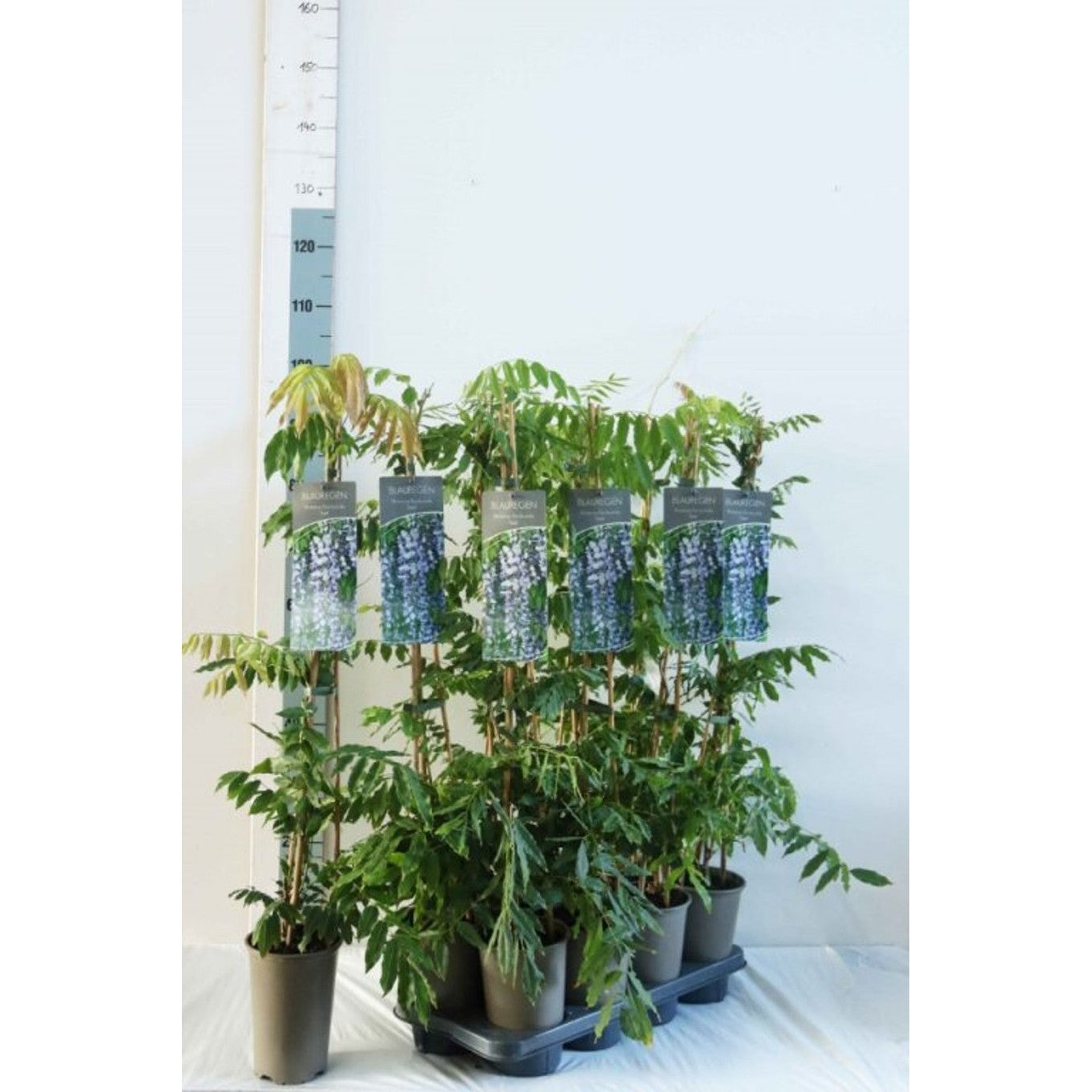 Blåregn – Wisteria floribunda 'Issai' - C2 60-80 CM Stick